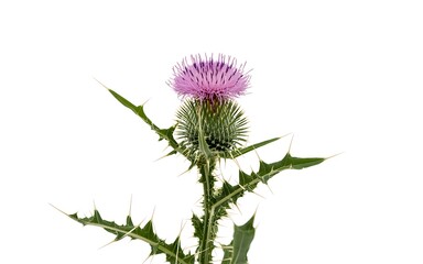 Detailed close up of a vibrant purple thistle flower on white background