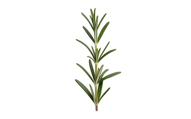 Fototapeta premium Single fresh sprig of rosemary herb on a pure white background