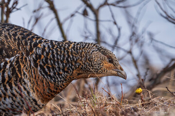 Western capercaillie (Tetrao urogallus) in the wild.