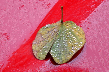 HOJA CAIDA CON GOTAS DE LLUVIA SOBRE UN FONDO ROJO