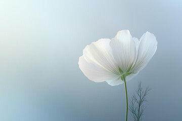Fototapeta premium Delicate White Flower Against Soft Light