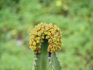 Euphorbia ingens yellow blooming succulent with a crown