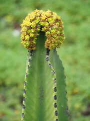 Euphorbia ingens yellow blooming succulent with a crown