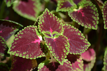 Fototapeta premium Velvety purple and green leaves of the Solenostemon hybrida plant up close