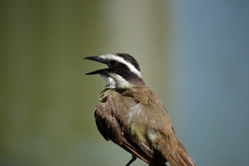 Brown bird with a yellow and white breast of the species Pitangus sulphuratus, known as the kiskadee