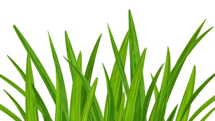 Fototapeta premium Ornamental Grass Isolated on White Background – Botanical Nature Element