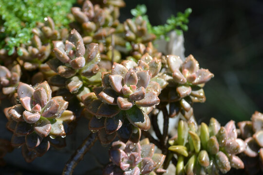 Close-up view of fleshy purple and green leaves of the succulent plant Graptosedum Francesco Baldi