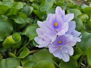 Water hyacinth flower (Pontederia crassipes) on the river bank	