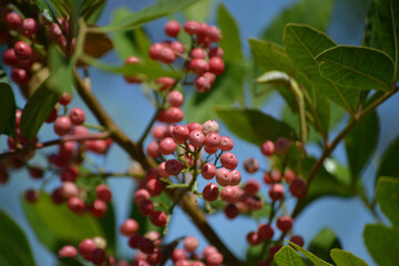 Obraz premium Details of the plant known as Aroeira or mastic tree (Schinus terebinthifolia) and its pink pepper