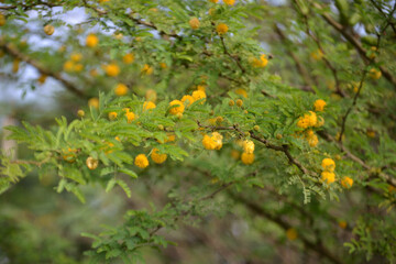 Leaves, flowers, buds and pods of the growing Vachellia farnesiana, known as acacia or sponge acacia grown in an organically
