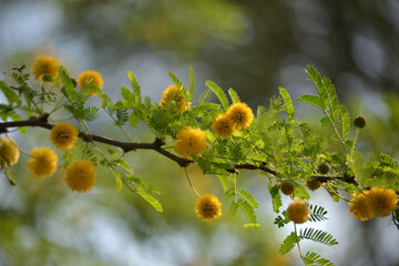 Leaves, flowers, buds and pods of the growing Vachellia farnesiana, known as acacia or sponge acacia grown in an organically