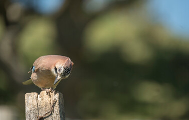 Eurasian Jay, Garrulus glandarius, spring in Derbyshire