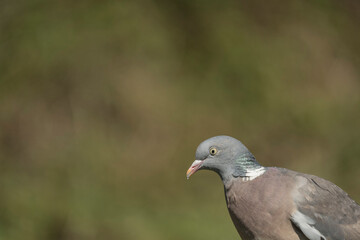 Wood pigeon,  Columba palumbus, feeding at the edge of a Derbyshire woodland