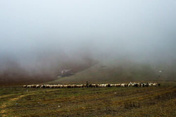 Sheep Grazing in the Mist – Mystical Pastures of Northern Iran
