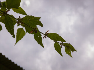 Silhouette of leafy plant against cloudy sky