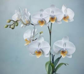 Obraz premium Watercolor rendering of Philippine Phalaenopsis orchids against a soft blue wash, emphasizing delicate brushstrokes , botanical, floral, leaves