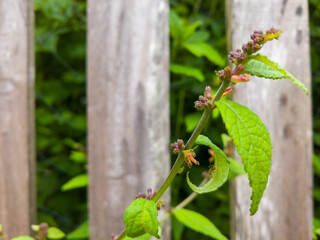 Closeup of green plant with wooden fence background