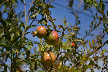 Fruits, leaves and flowers of the growing pomegranate tree (Punica granatum) grown in an organically grown agroforestry system in the city of Rio de Janeiro, Brazil.