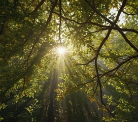 Obraz premium Sunlight streams through interwoven branches, creating a mosaic of light and shadow on leaves , shadow, light, dappled