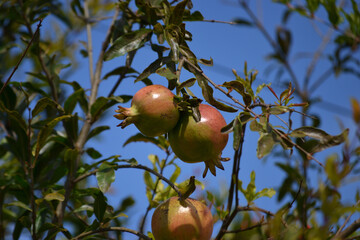 Fruits, leaves and flowers of the growing pomegranate tree (Punica granatum) grown in an organically grown agroforestry system in the city of Rio de Janeiro, Brazil.