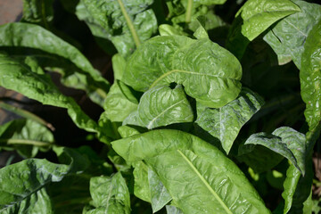 Many of the plants known in Brazil as chicory (Cichorium intybus subsp. intybus) show their small green leaves, on many branches. Taking up the entire photo.