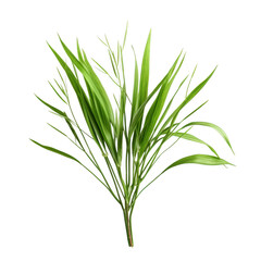 Fototapeta premium Green grass plant on a black background