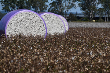 Cotton ready for harvest