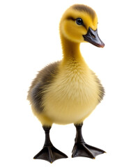 Yellow Duckling, Isolated Transparent Background, Cutout Design Element