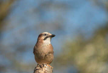 Eurasian Jay, Garrulus glandarius, blue sky in Derbyshire
