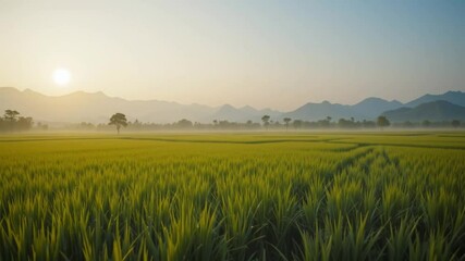 Sunrise over a misty green rice paddy field - Powered by Adobe