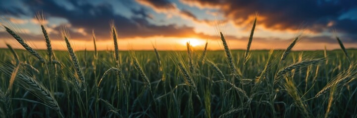 Green Wheat Fields with Vibrant Sky in Agricultural and Nature Scene