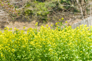 丘を彩る菜の花の野原
