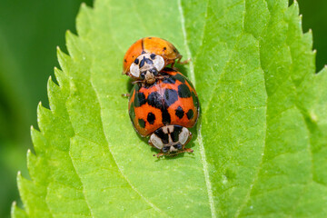 Obraz premium Two copulating, mating Asian lady beetles (Harmonia axyridis)