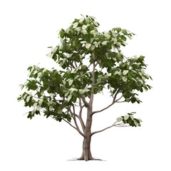 A tree with green leaves on black background