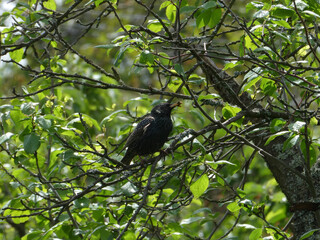 Singing Starling on a Branch