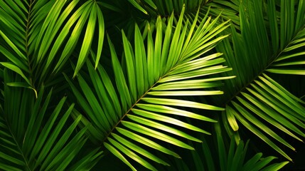 Palm leaves create a green, tropical pattern. It's like jungle wallpaper with lots of exotic greenery. A simple, fresh green background.
