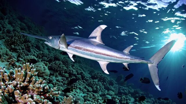 Underwater video of a swordfish swimming above a coral reef. Shot from a low angle, capturing sunlight filtering through the water surface.
