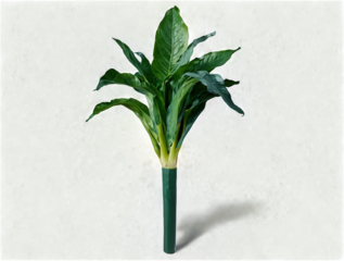 Studio Still Life of Potted Plant with Green Wrapping on Green Backdrop