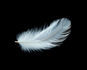 Obraz premium A delicate white feather gracefully resting against a black background, symbolizing purity and lightness.