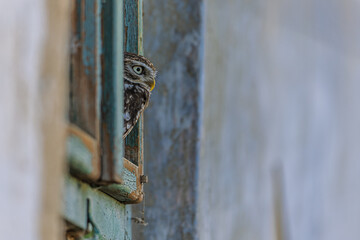 cute little owl (Athene noctua) looking out the window