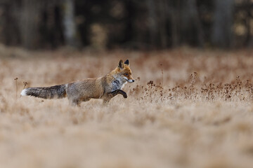 little young red fox (Vulpes vulpes) looking for prey