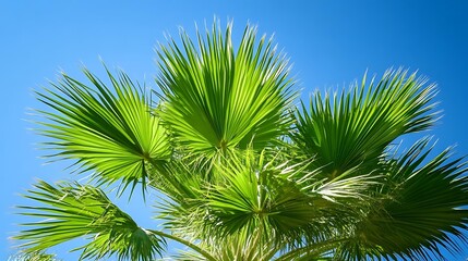 Fototapeta premium Palm tree leaves, sunny sky, summer
