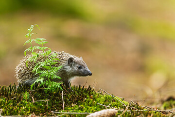young European hedgehog (Erinaceus europaeus) on the moss in the forest © michal