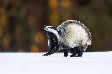 European badger (Meles meles) looking up, nice background © michal