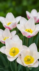 Obraz premium White Tulips with Pink Edges
