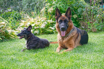 Two dogs on green grass on sunny day