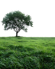 Obraz premium Lone Tree in Green Grass Field Nature Scenery