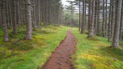 Fototapeta premium Wild Woodland Path in Morning Haze with Hidden Trail Surrounded by Lush Greenery
