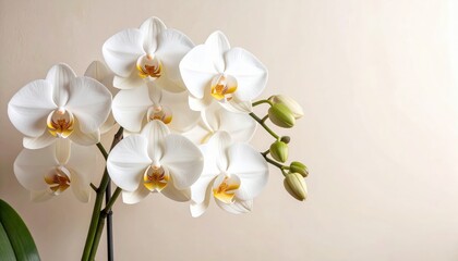White Phalaenopsis Orchid Bloom: Elegant white Phalaenopsis orchids in full bloom, showcasing their delicate petals and vibrant yellow centers against a soft beige background.  
