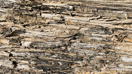 abstract surface tree bark texture natural for background